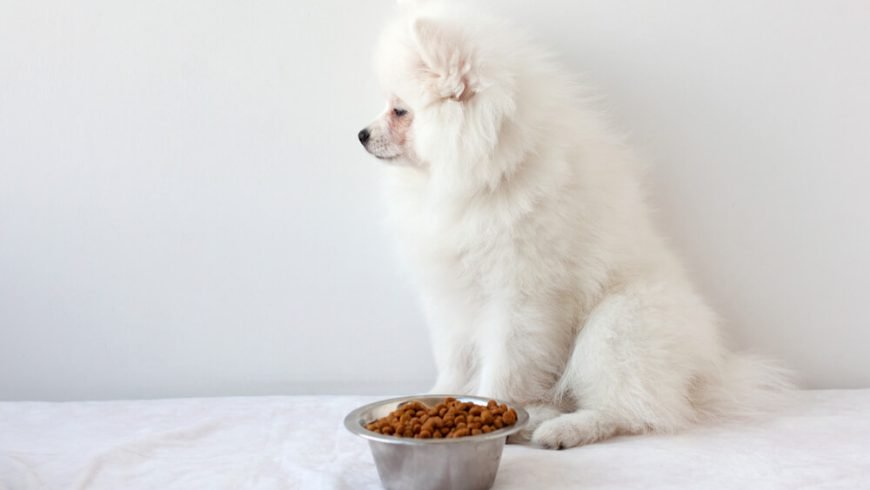 How Long Can A Dog Go Without Eating? A Vet Answers