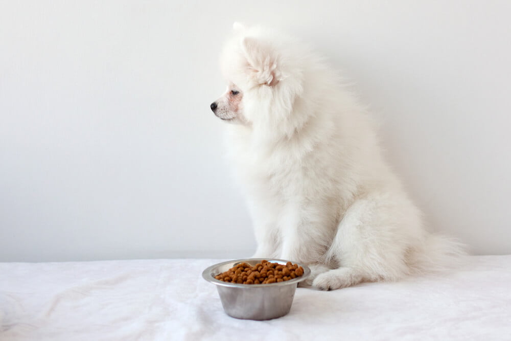 How Long Can Dogs Go Without Food  