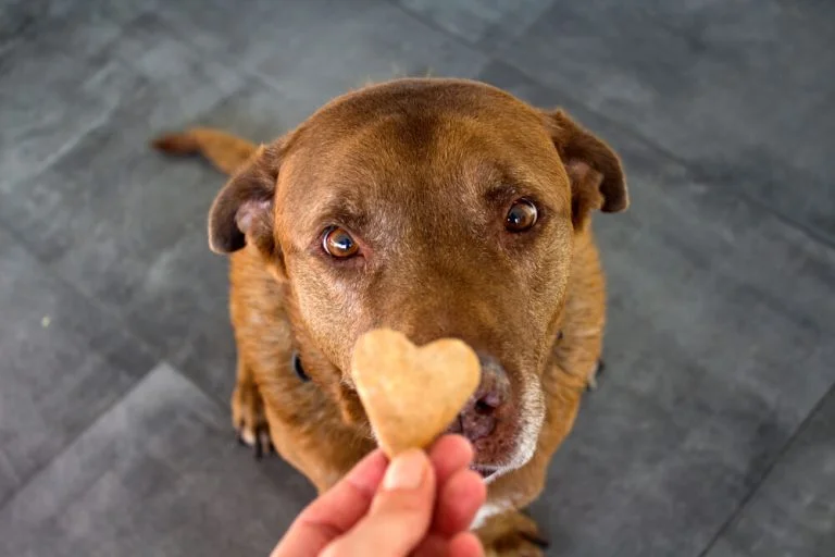Your Dog Won't Eat His Food But Will Eat Treats? Here's What It Means