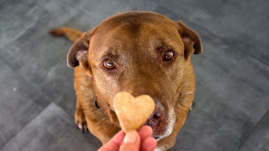 Your Dog Won’t Eat His Food But Will Eat Treats? Here’s What It Means