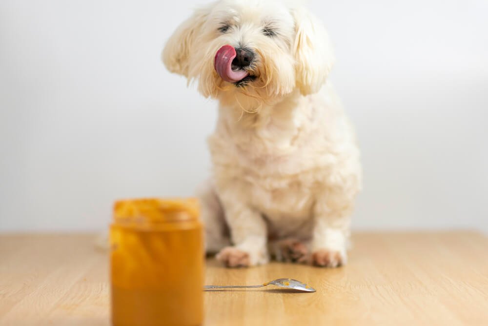 What human foods can a Maltese eat?