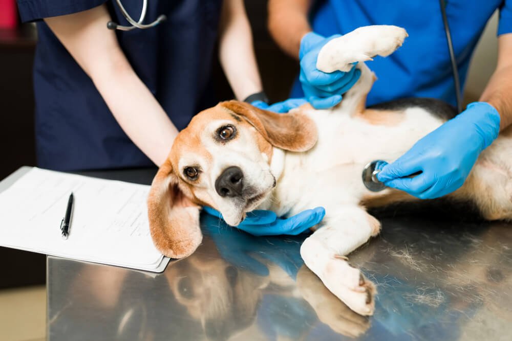 What is the prognosis for gastroenteritis in dogs