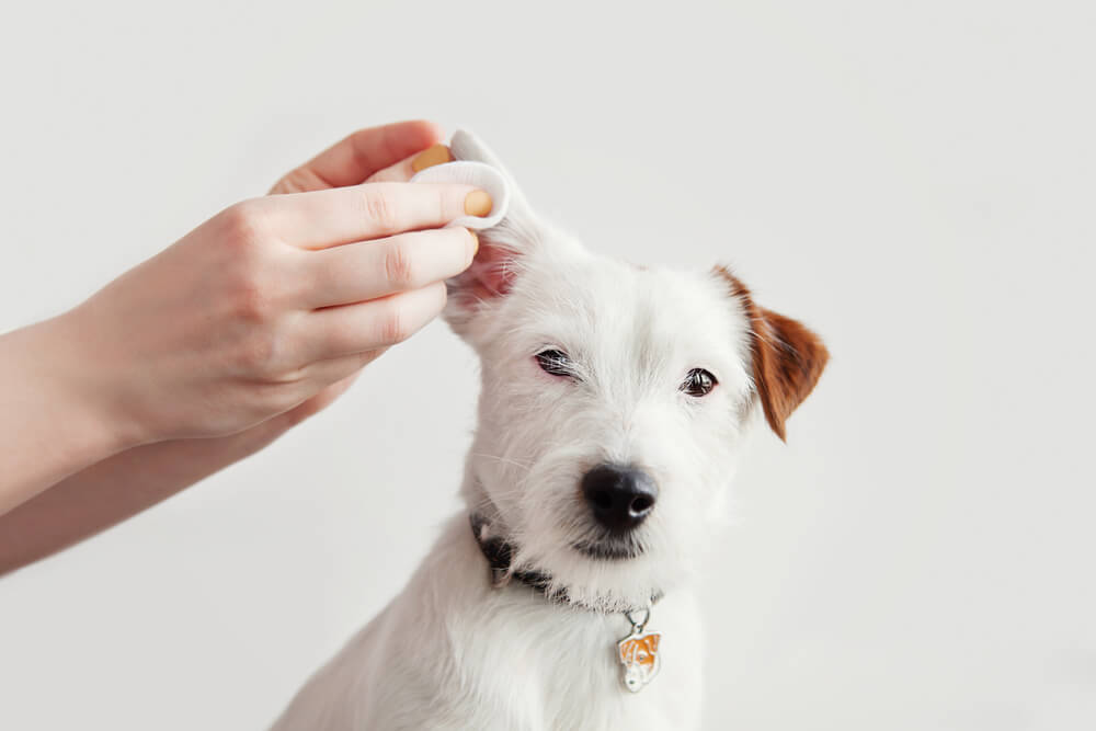 What Causes a Dog Ear Infection?