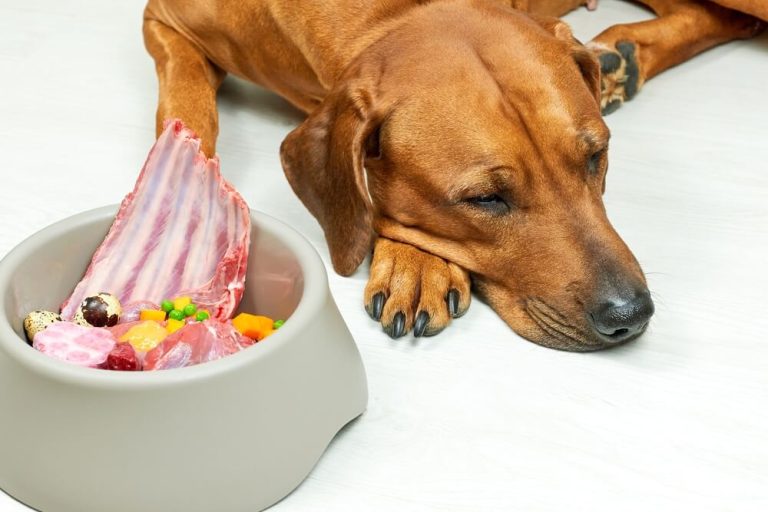 Gastroenteritis in Dogs Symptoms, Causes and Treatment Options