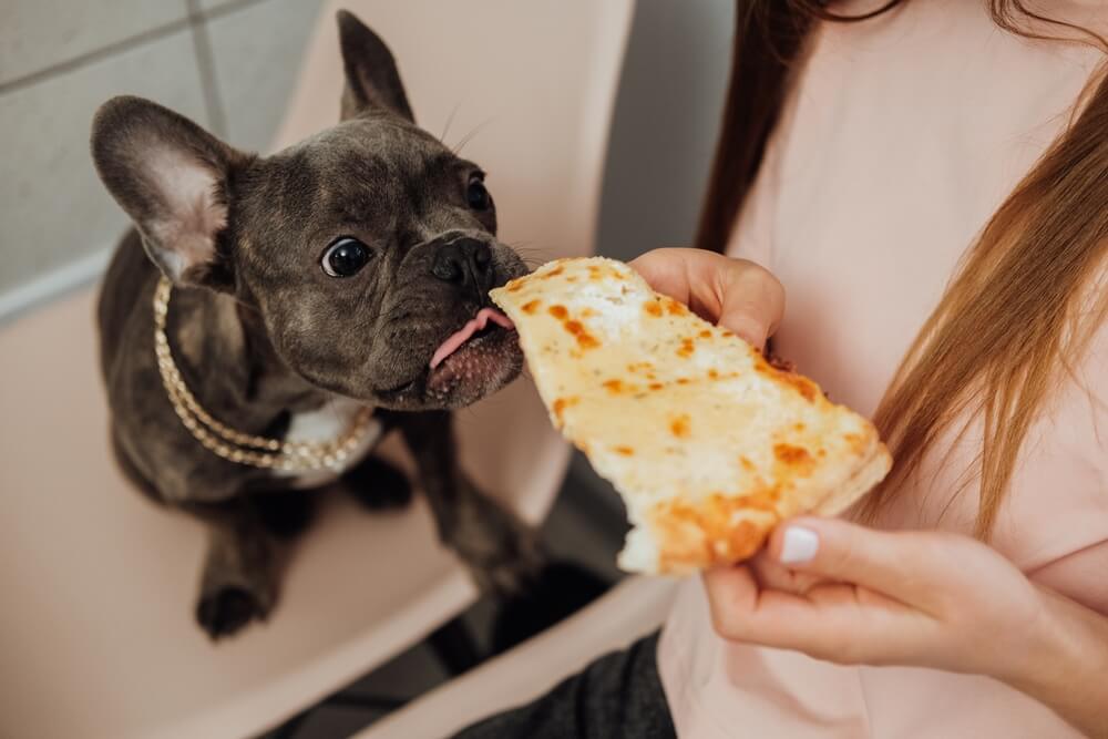 how do french bulldogs eat? 2
