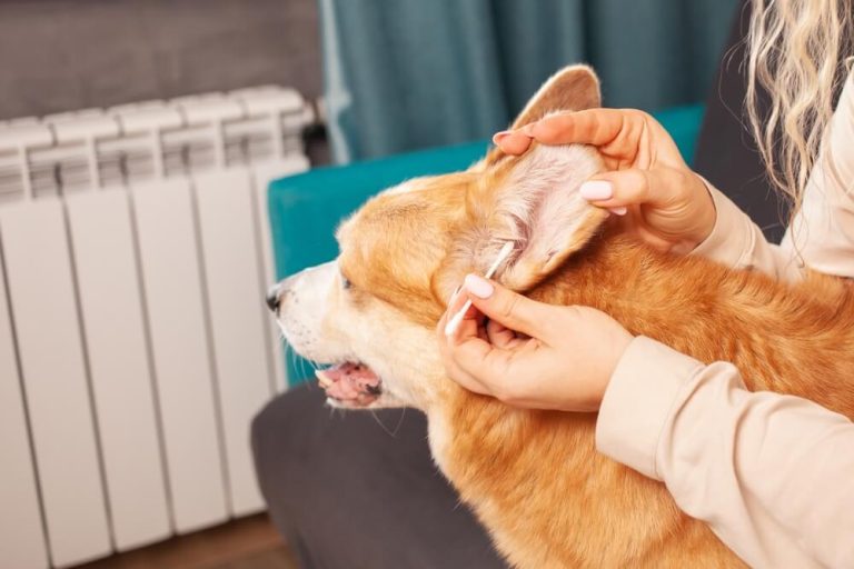 How to Prevent Ear Infections in Dogs Raised Right HumanGrade Pet Food