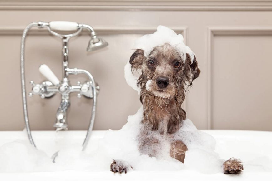 How To Treat Dry Skin On Dogs Home Remedies, Diet And More Raised