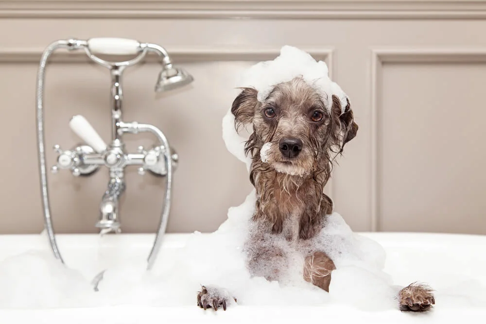Excessive bathing could be a reason for dry dog skin
