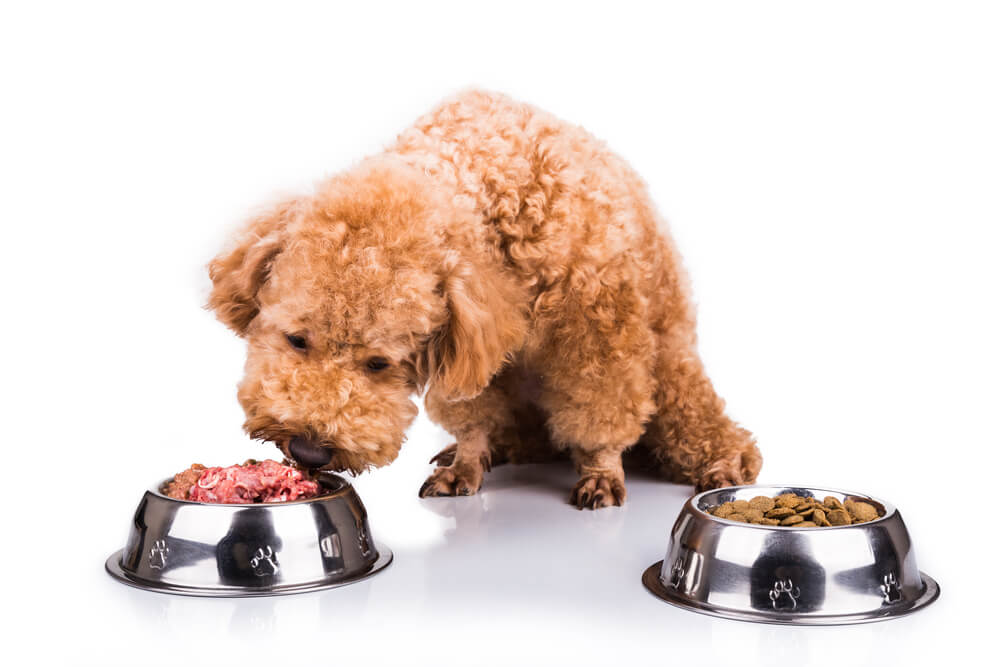 How to transition dog food day by day