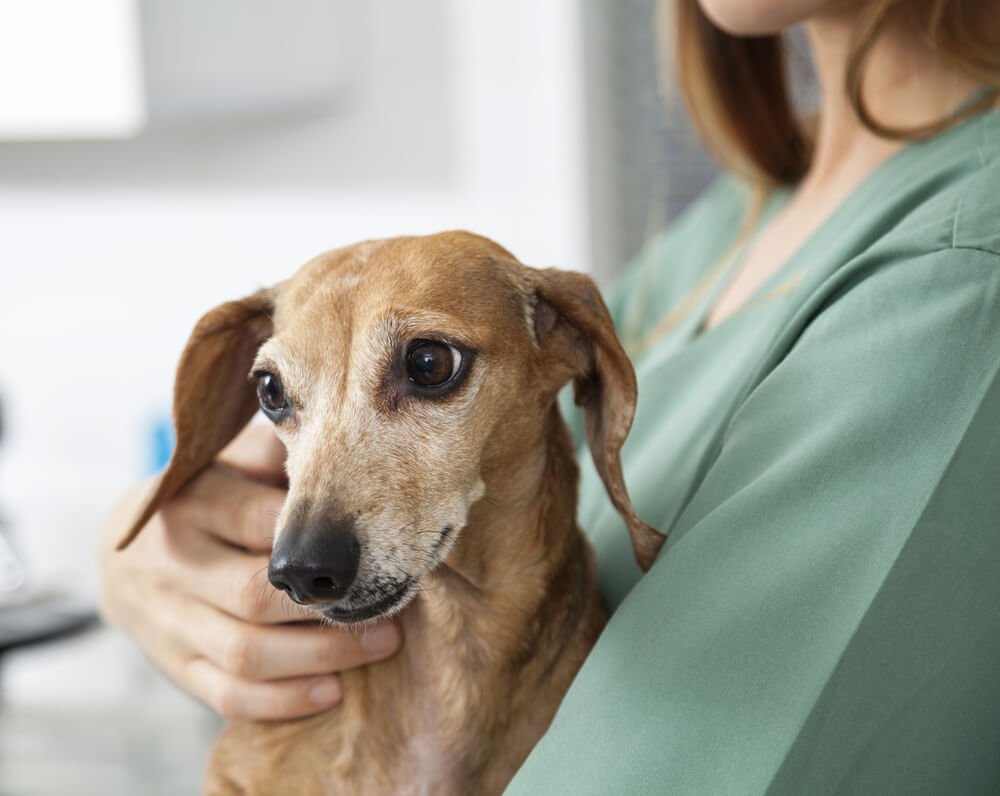 how long can a dog go without eating or drinking