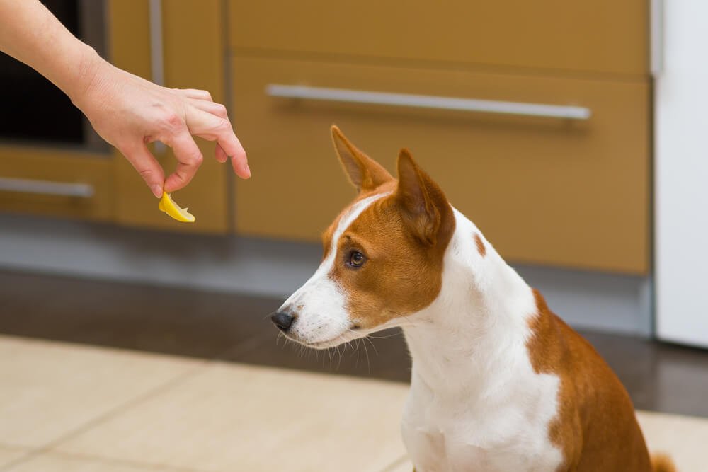 What can you do if your dog won’t eat his food but will eat treats?