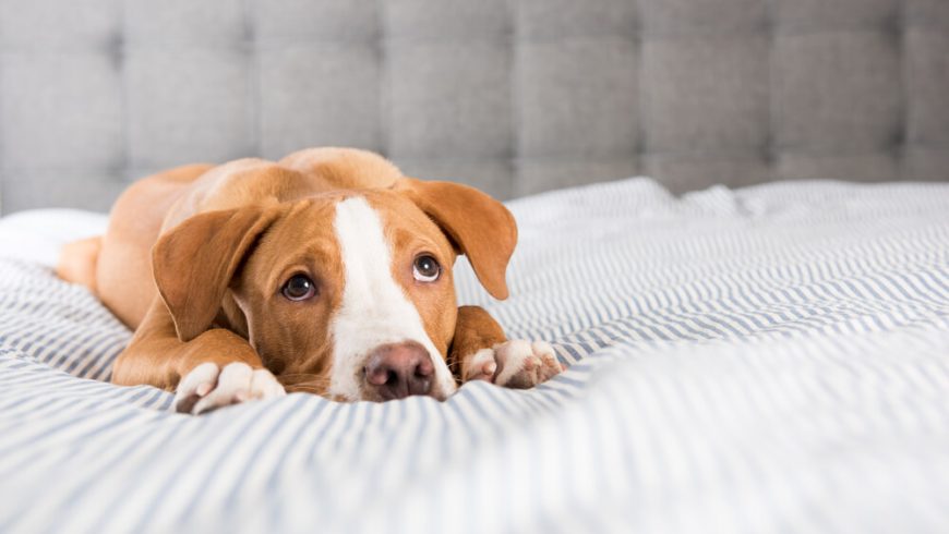 Gastroenteritis in Dogs – Symptoms, Causes and Treatment Options