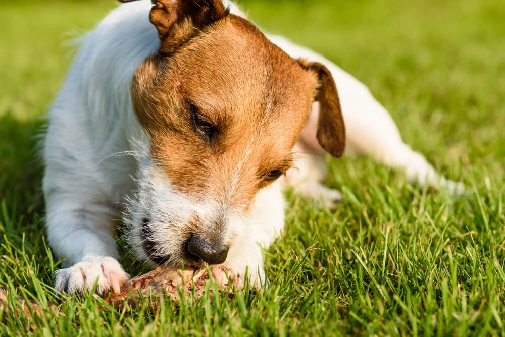 What Causes Diarrhea in Dogs 