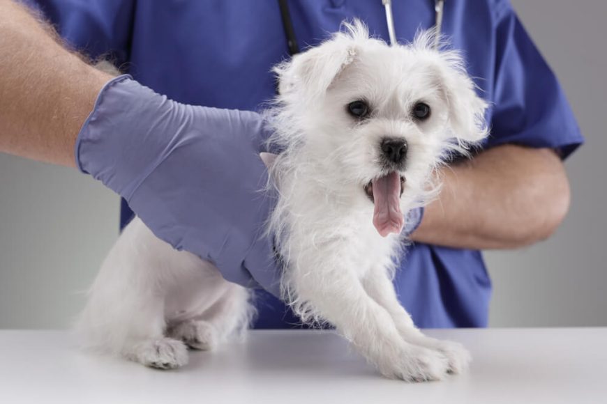 What Should Your Maltese Weigh? Here’s a Maltese Weight Chart Raised