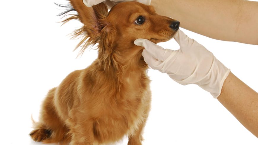 Ear Infections in Dogs: Causes, Symptoms, and Treatments
