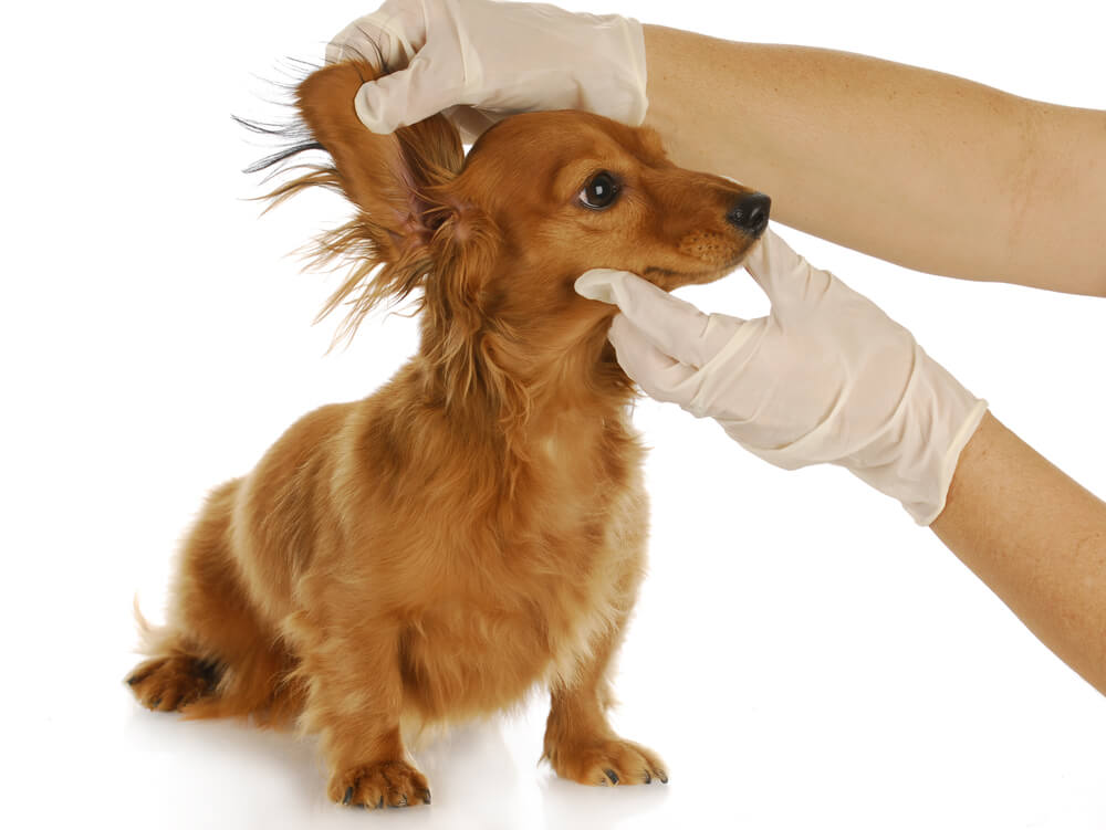 how to prevent ear infections in dogs