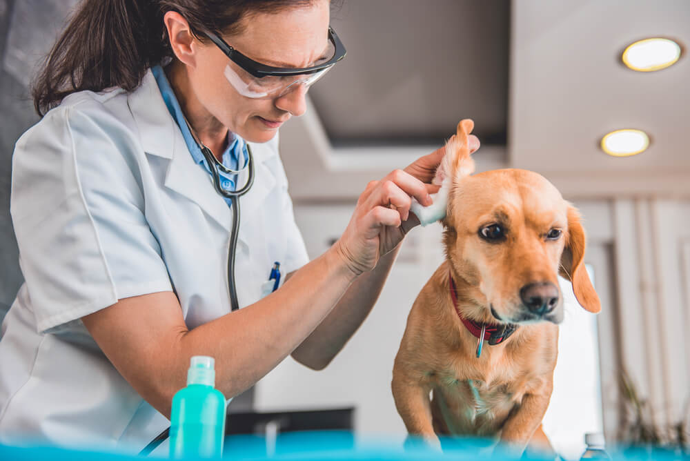 How to Prevent Ear Infections in Dogs