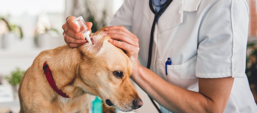 What’s the Best Way to Clean My Dog’s Ears