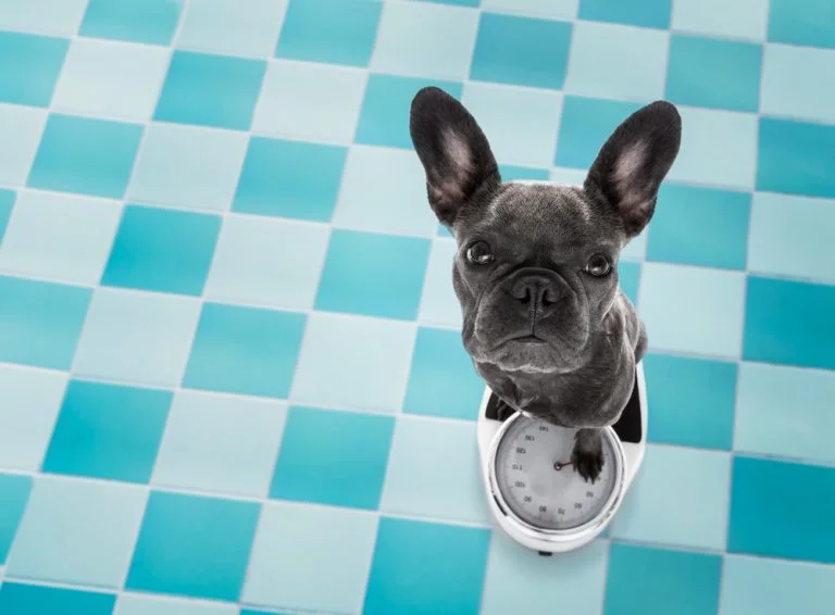 French Bulldog Weight Chart & Food Guide