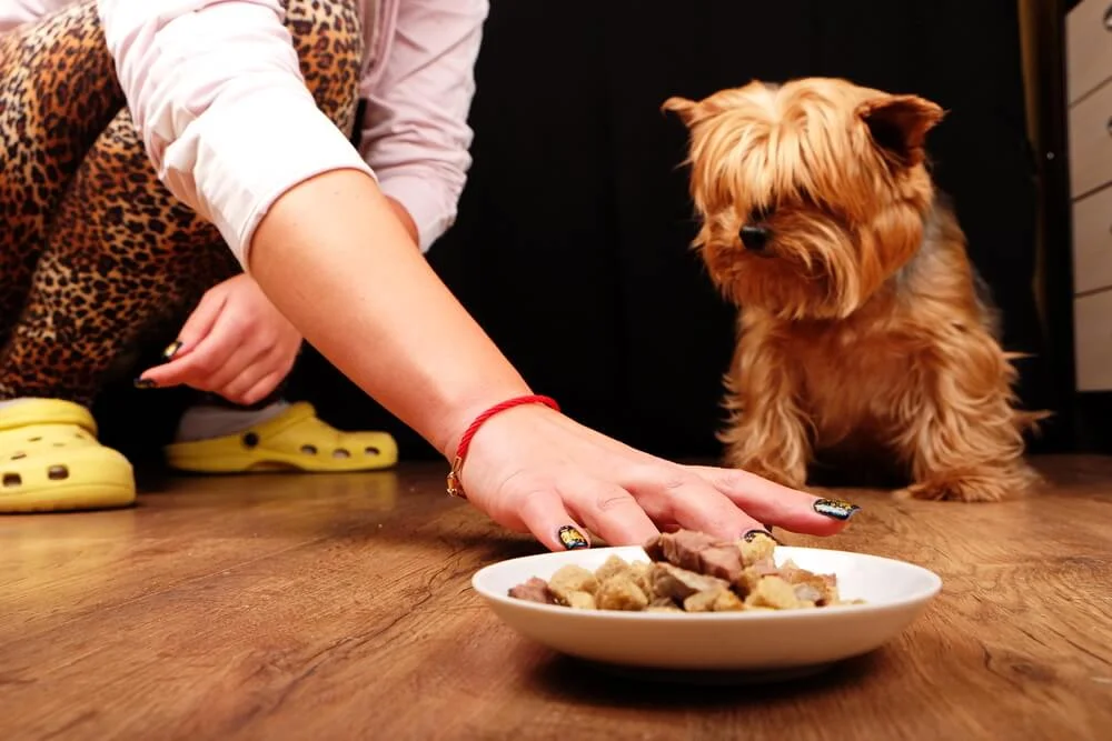 how do i stop my dog from swallowing whole food