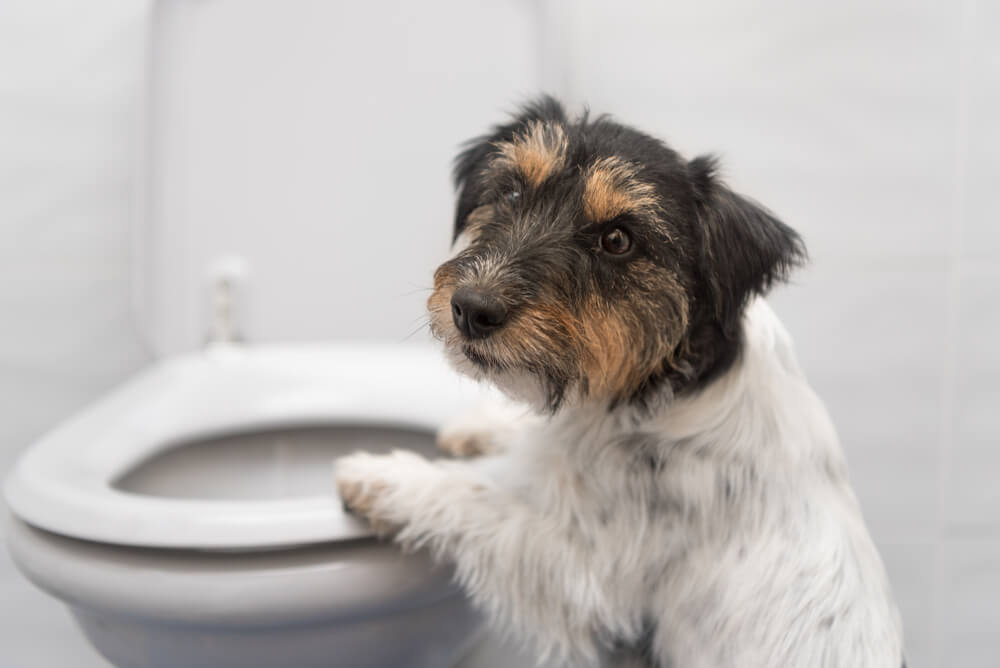 Home Remedies for Diarrhea in Dogs