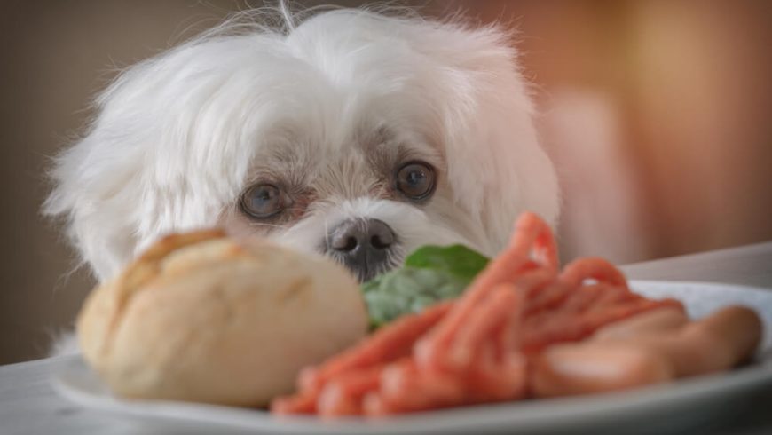 What Should Your Maltese Weigh? Here’s a Maltese Weight Chart