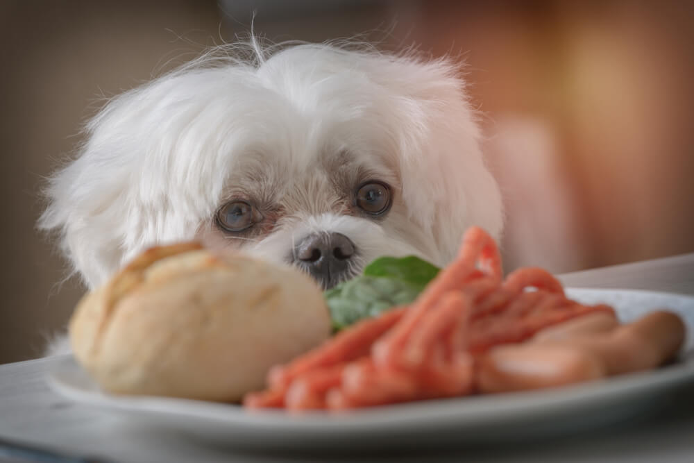 What Should Your Maltese Weigh? Here’s a Maltese Weight Chart