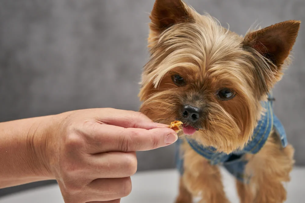 how much food should a yorkie eat per day