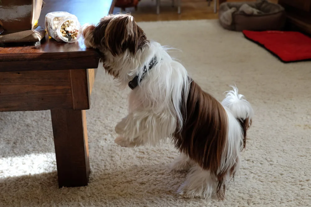 What makes a Yorkie overweight