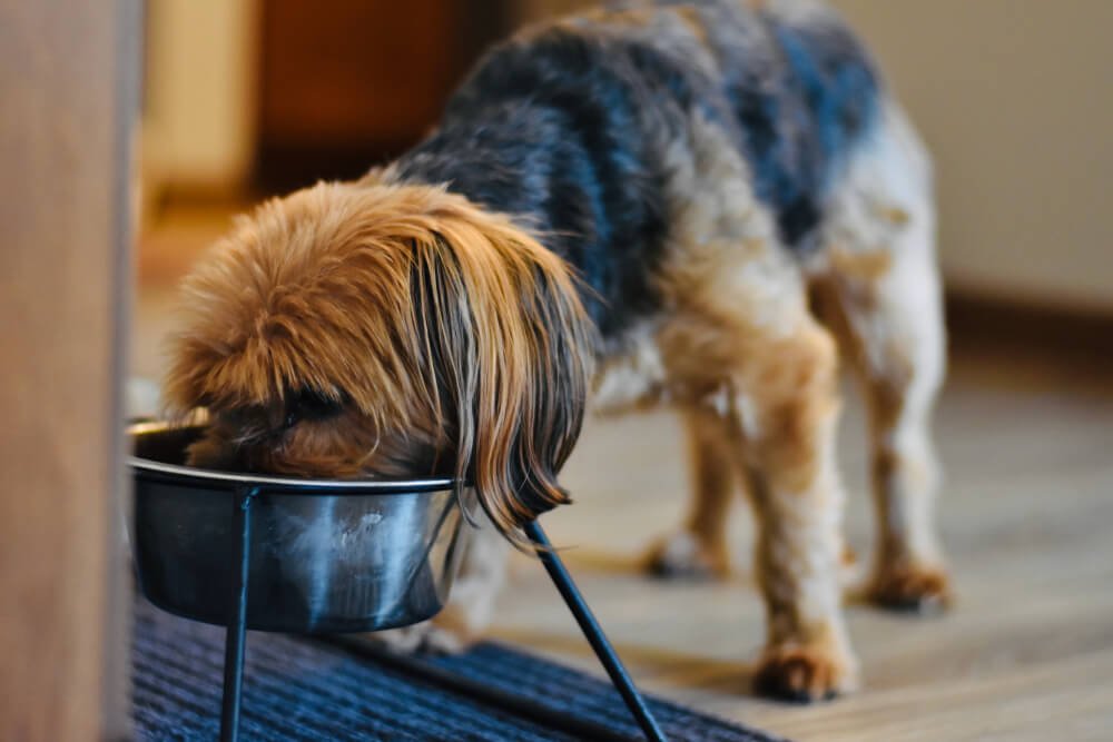 How can diet help an overweight Yorkie lose weight