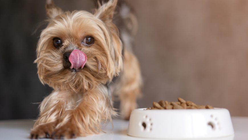 How Much Should a Yorkie Weigh?