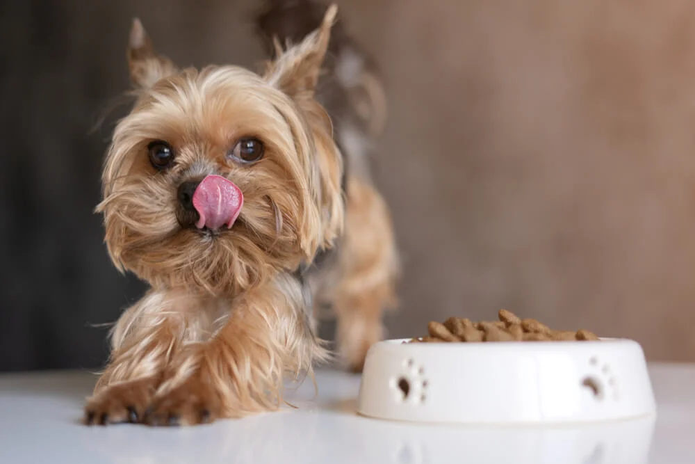 How Much Should a Yorkie Weigh?