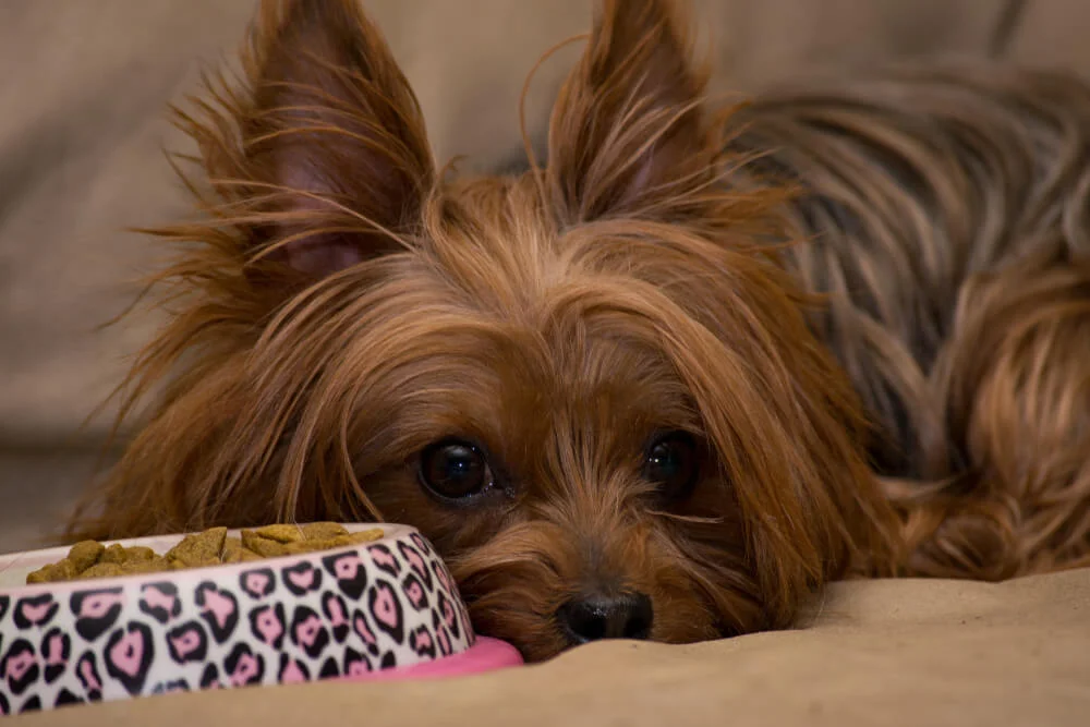 What can Yorkies Eat? Let’s Find out What’s Good and What’s Not