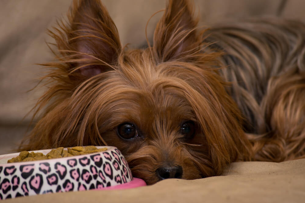 What Can Yorkies Eat Let s Find Out What s Good And What s Not 