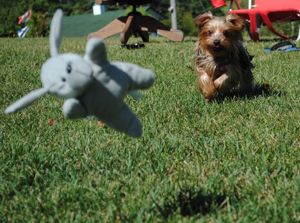 How can you help an overweight Yorkie lose weight