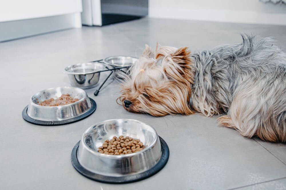 How much food should a Yorkie eat per day?