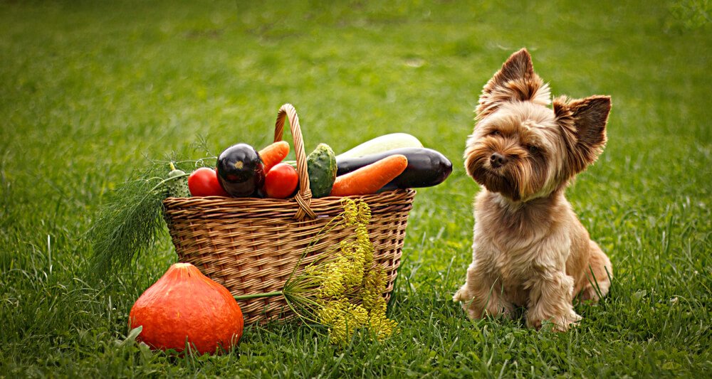 can yorkies eat vegetables