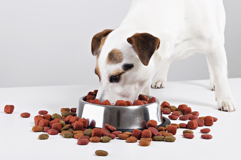 What type of dog food is best for picky eaters