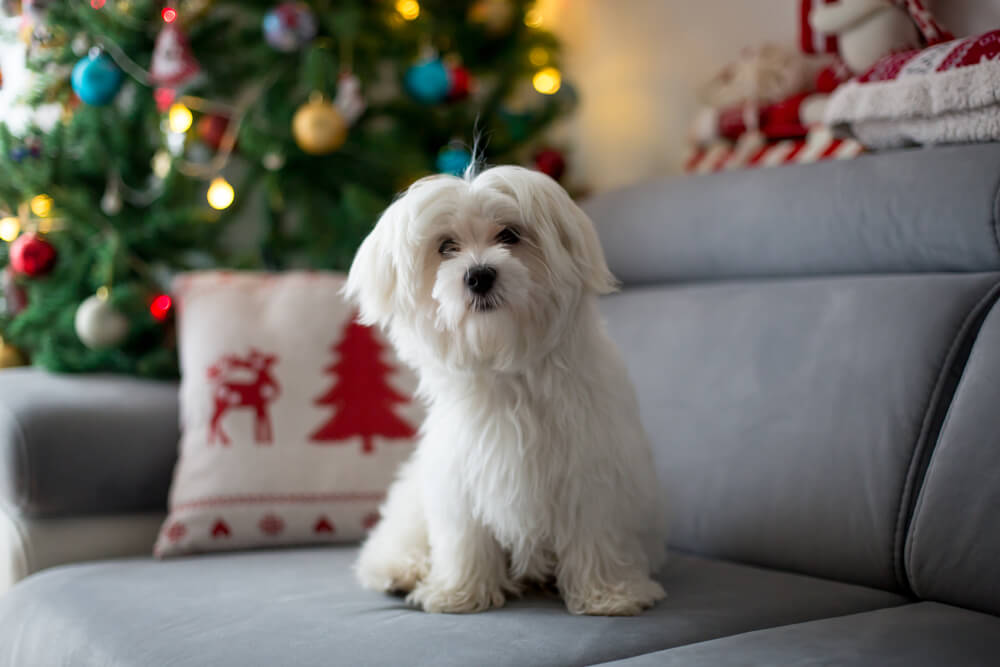 Playful and Friendly maltese Dog Names