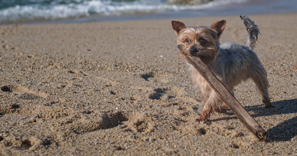 What should you do if your Yorkie is overweight?