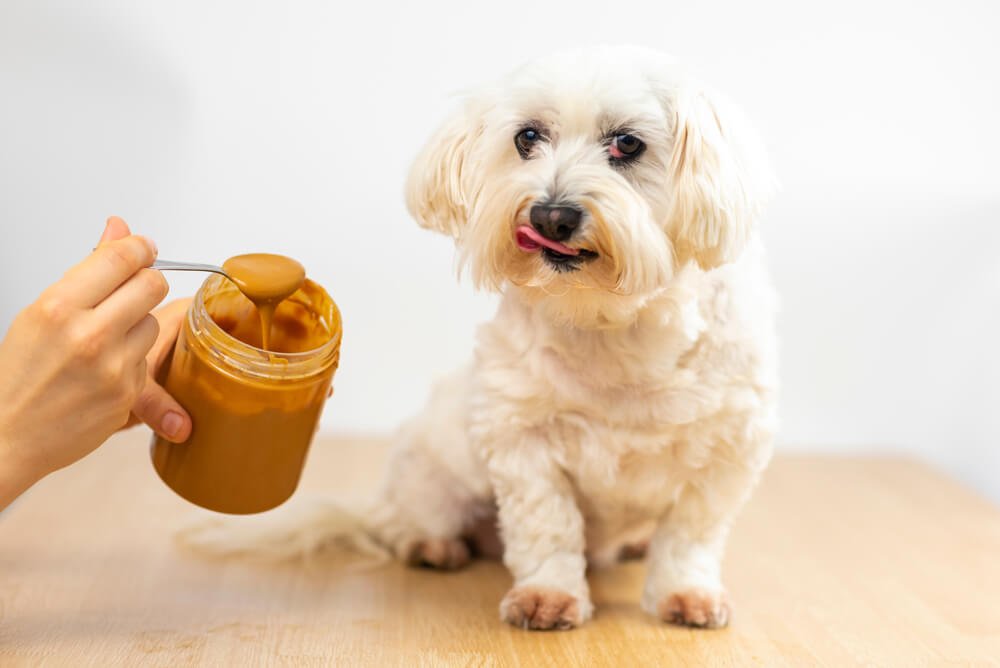 Food Dog Names for a maltese