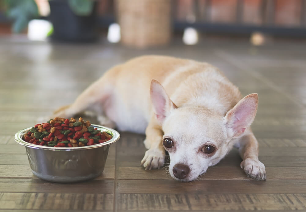 What should you feed a sick dog with no appetite