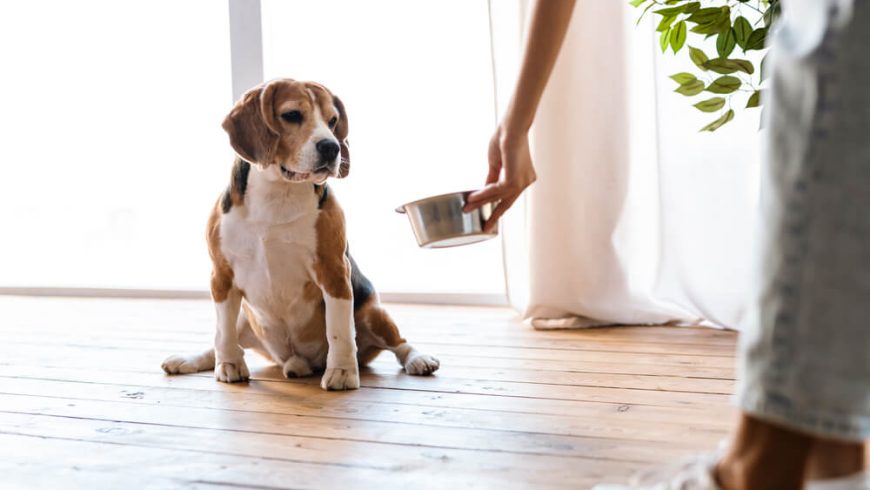What Is the Best Food For Dogs With Allergies?