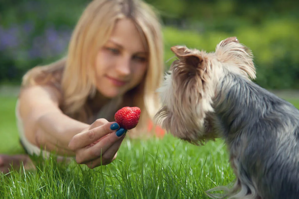 can yorkies eat fruits