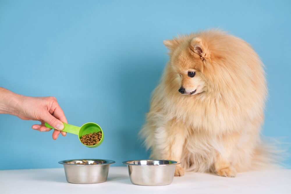 is it ok for a puppy to eat senior dog food