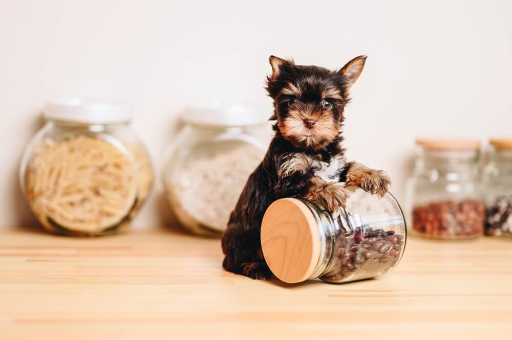 What is the best food for a Yorkie?