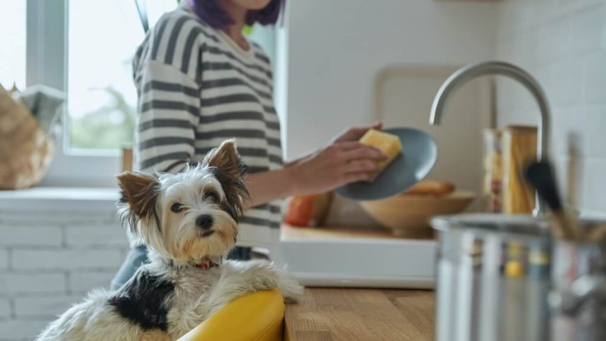 Can Yorkies Eat Carrots? Let’s Find Out!