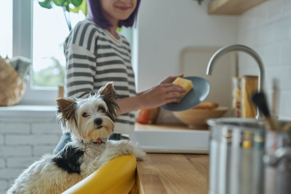 Can Yorkies Eat Carrots? Let’s Find Out