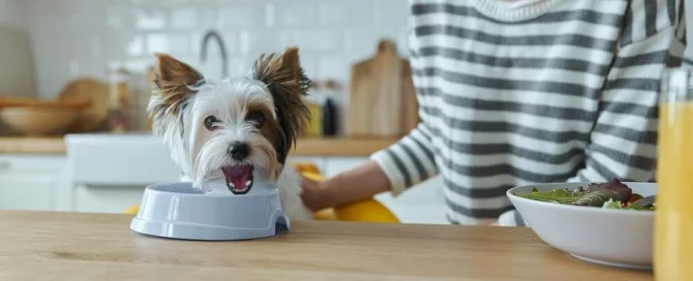 How Much Food Should a Yorkie Eat Per Day? Let’s Find Out!