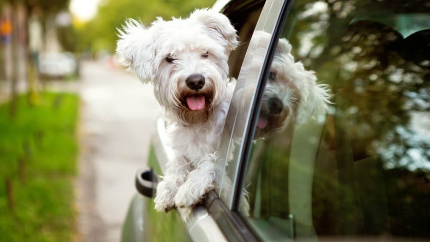 Maltese Dog Names Perfect For Your Pup